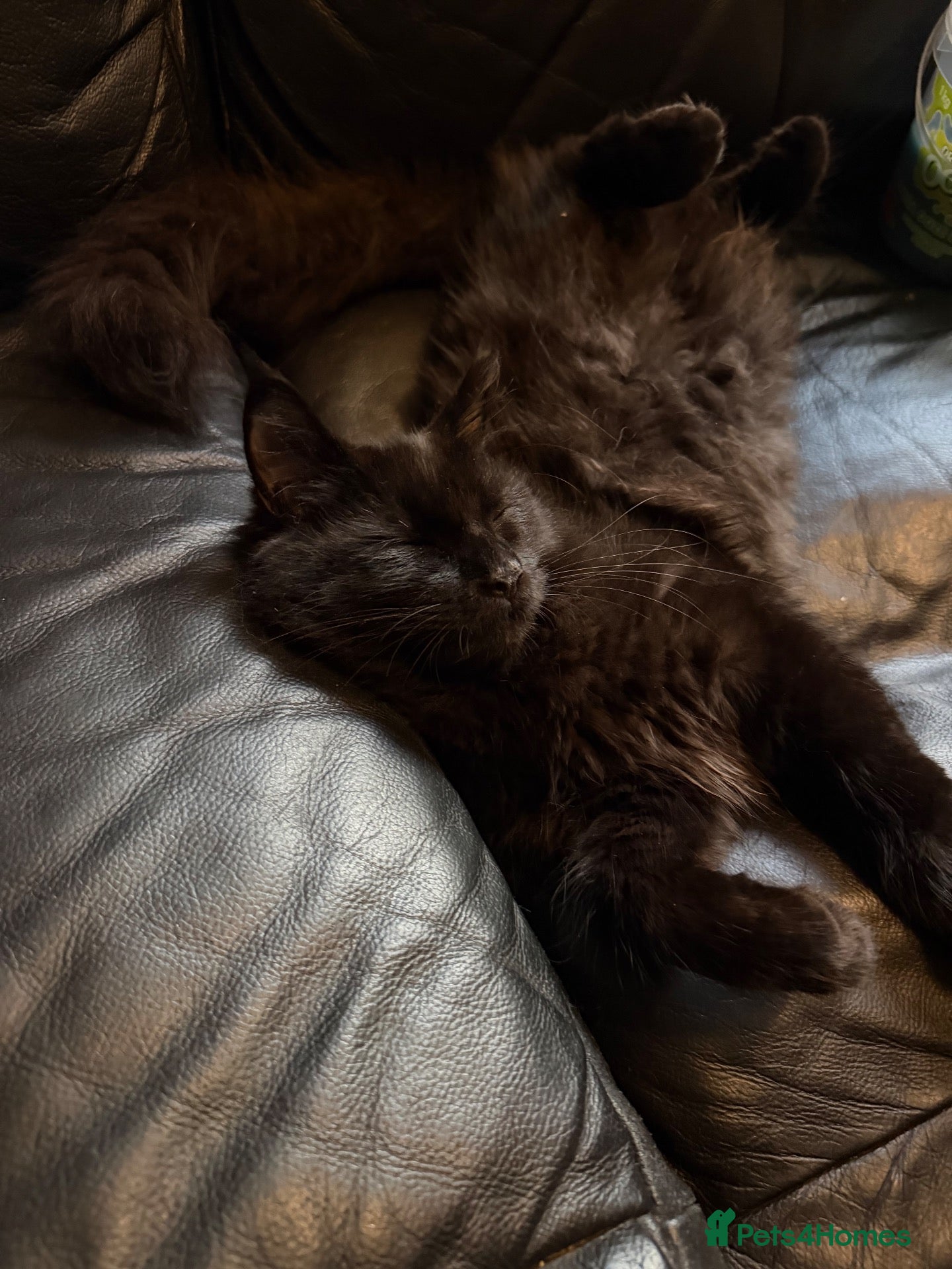 Maine Coon cats Mainecoon x - Advert 18