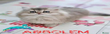 British Longhair 1