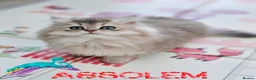 British Longhair cats for sale: 🧚‍♀️✨️ 3 Stunning  Sweet Babies 🐈🍬🐾 - Advert 10