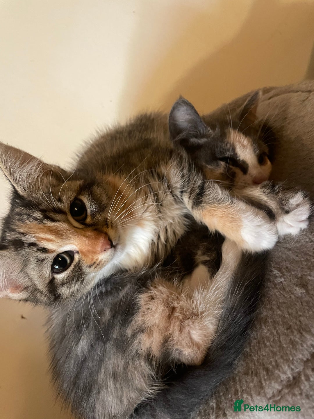 Domestic Shorthair cats for sale: 5 beautiful kittens  - Image 11