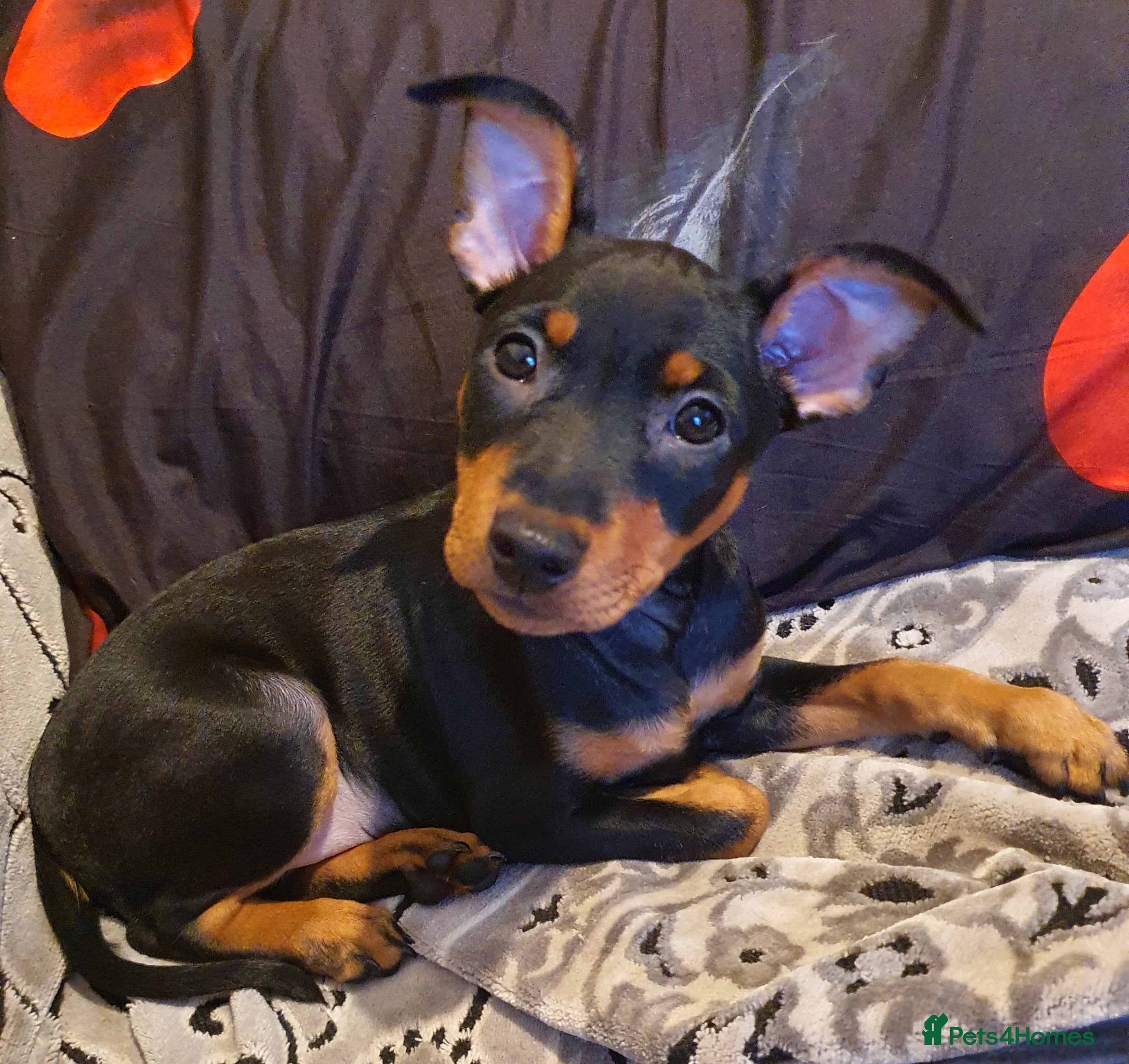 Miniature Pinscher dogs Miniature Pinscher puppies, KC registered - Advert 9