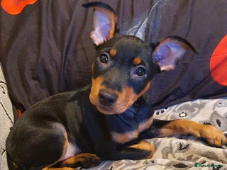 Miniature Pinscher dogs Miniature Pinscher puppies, KC registered - Advert 9