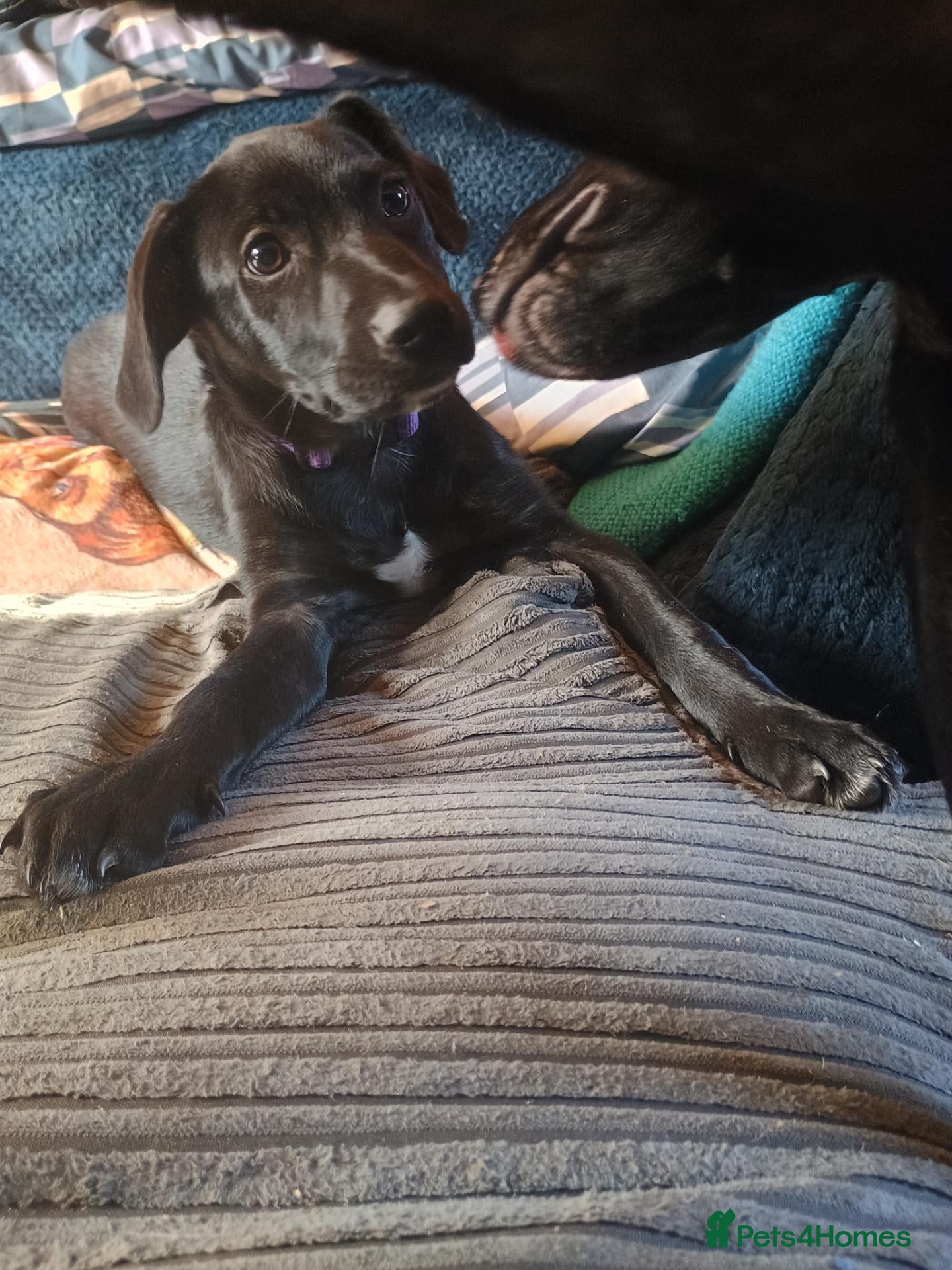 Mixed Breed dogs Patterdale x Welsh collie  - Advert 15
