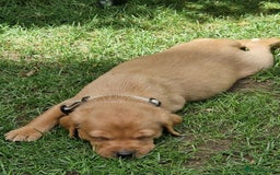 Labrador Retriever dogs for sale: Adorable 8 Puppies FOX RED Labrador, KC registered - Image 12