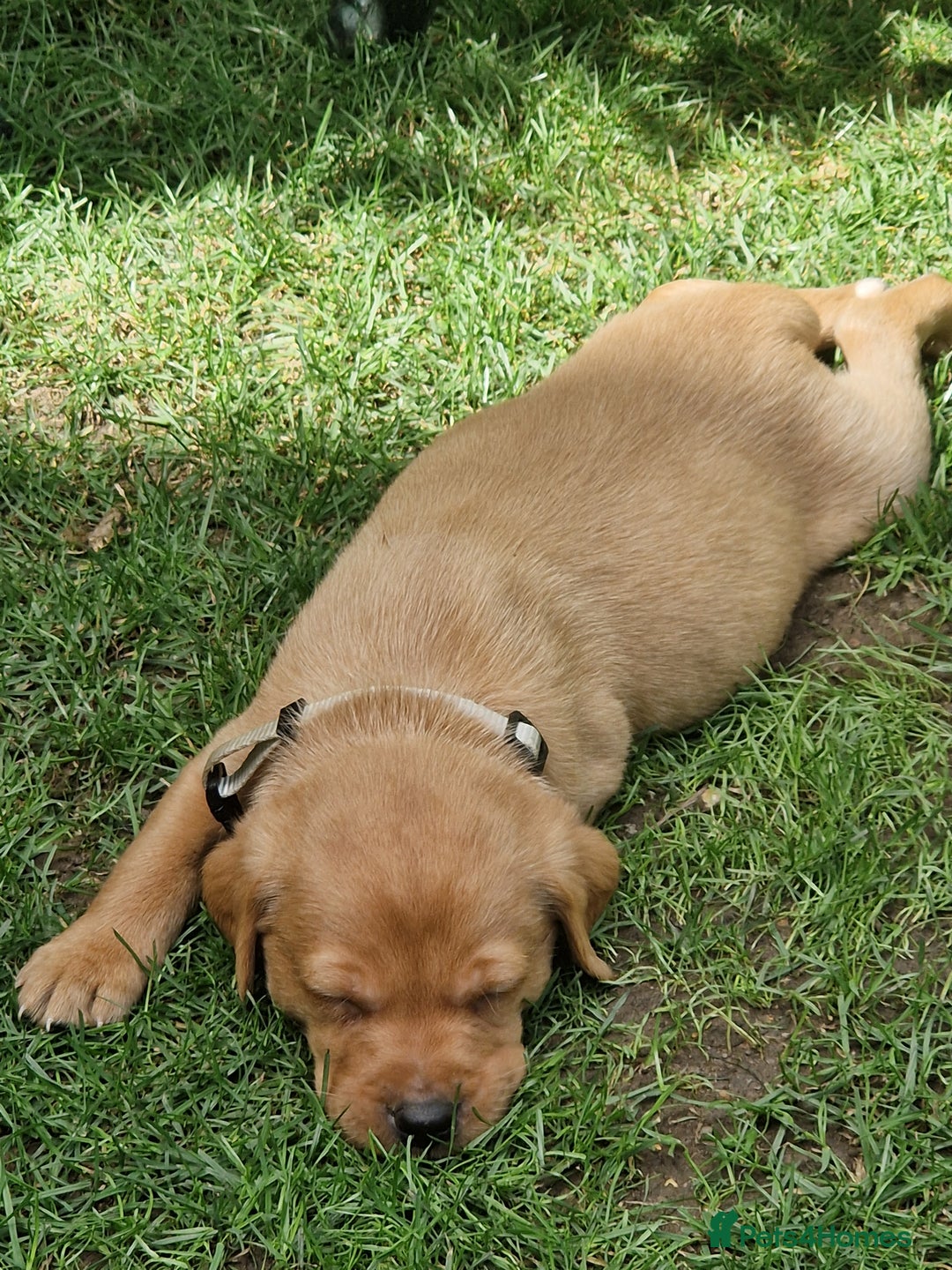 Labrador Retriever dogs for sale: Adorable 8 Puppies FOX RED Labrador, KC registered - Image 12