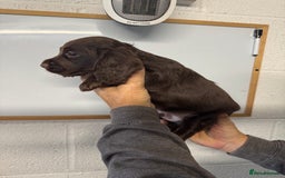 Cocker Spaniel dogs for sale: Working cocker spaniel pups - Image 8