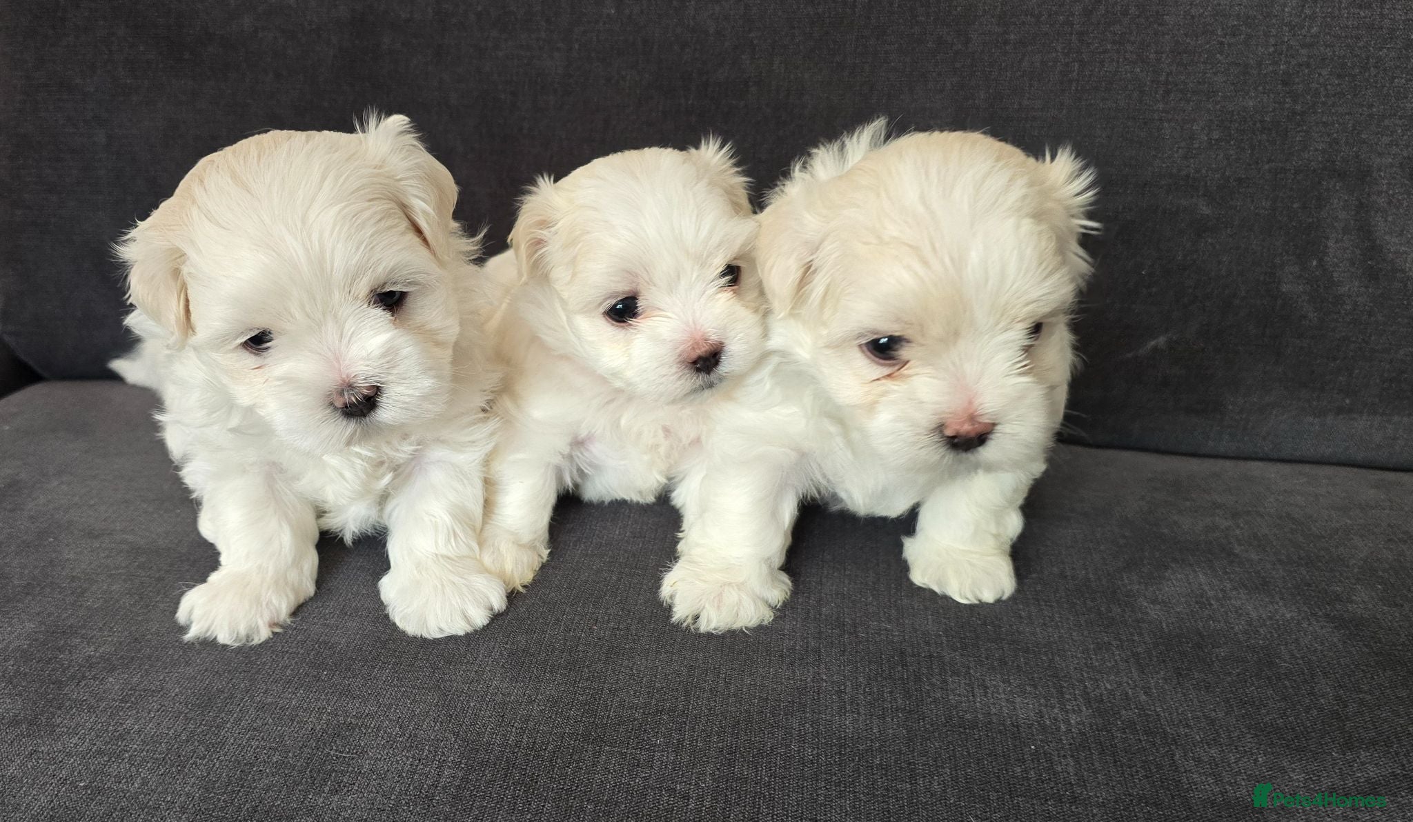 Maltese dogs ⭐️KC registered Maltese puppies⭐️ - Advert 1