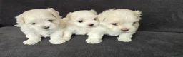 Maltese dogs for sale: ⭐️KC registered Maltese puppies⭐️ - Advert 4