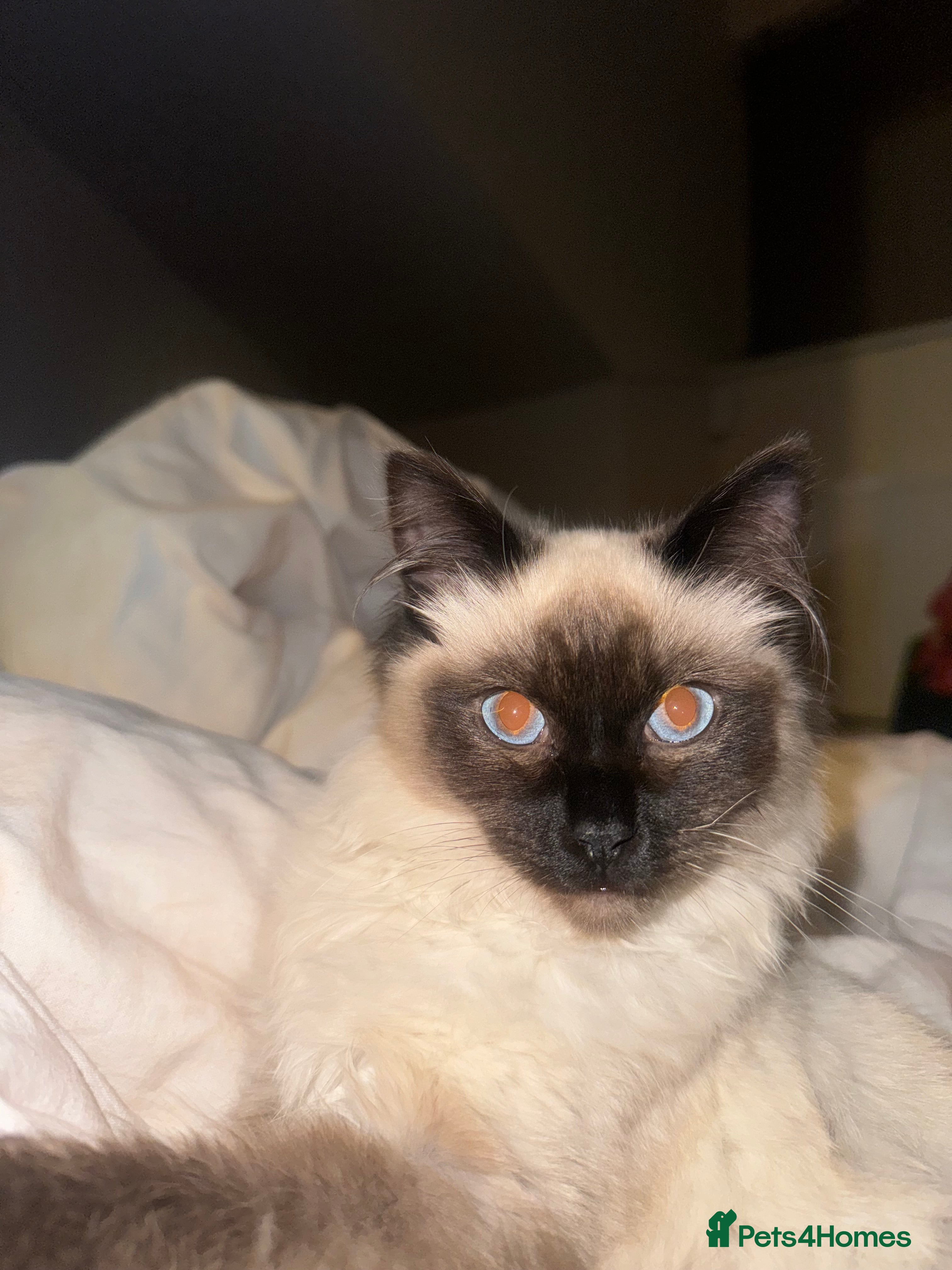 Ragdoll cats GCCF registered Ragdoll  - Advert 16