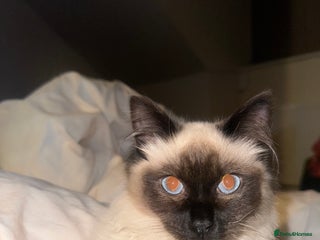 Ragdoll cats GCCF registered Ragdoll - Advert 1