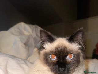 Ragdoll cats GCCF registered Ragdoll - Advert 18