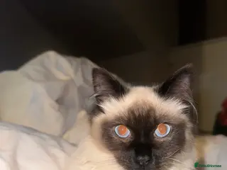 Ragdoll cats GCCF registered Ragdoll - Advert 6