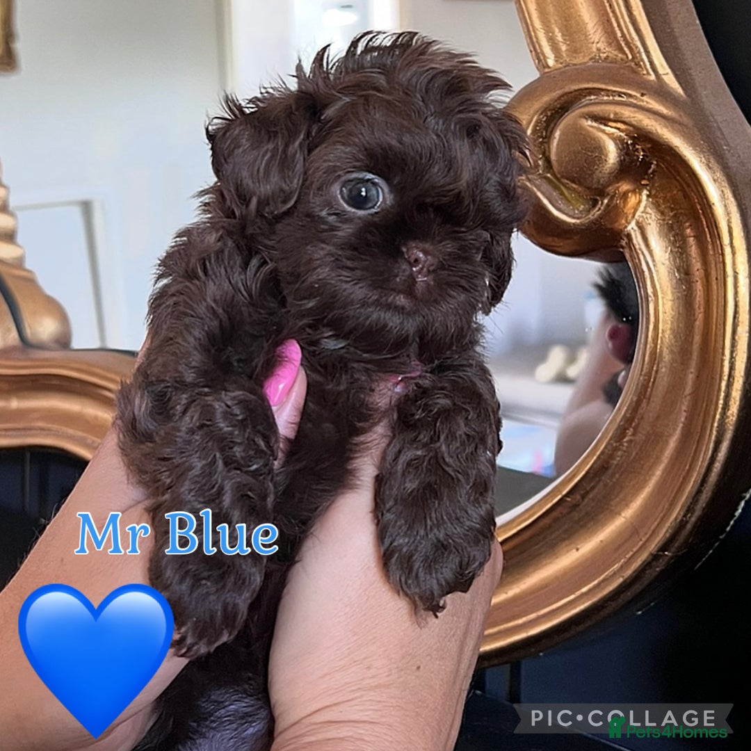 Shih Tzu dogs for sale: Stunning KC chocolate imperial Shihtzu puppies - Image 1
