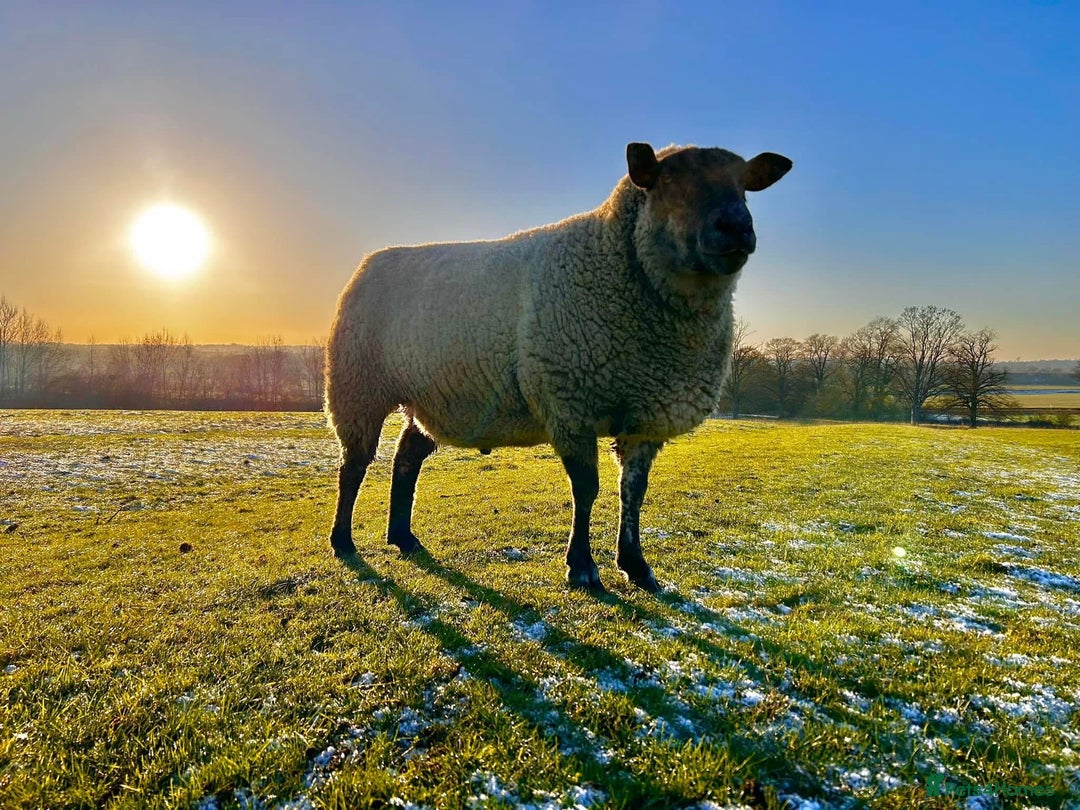 Sheep livestock for sale: 2 Pet Sheep for Rehoming - Advert 3