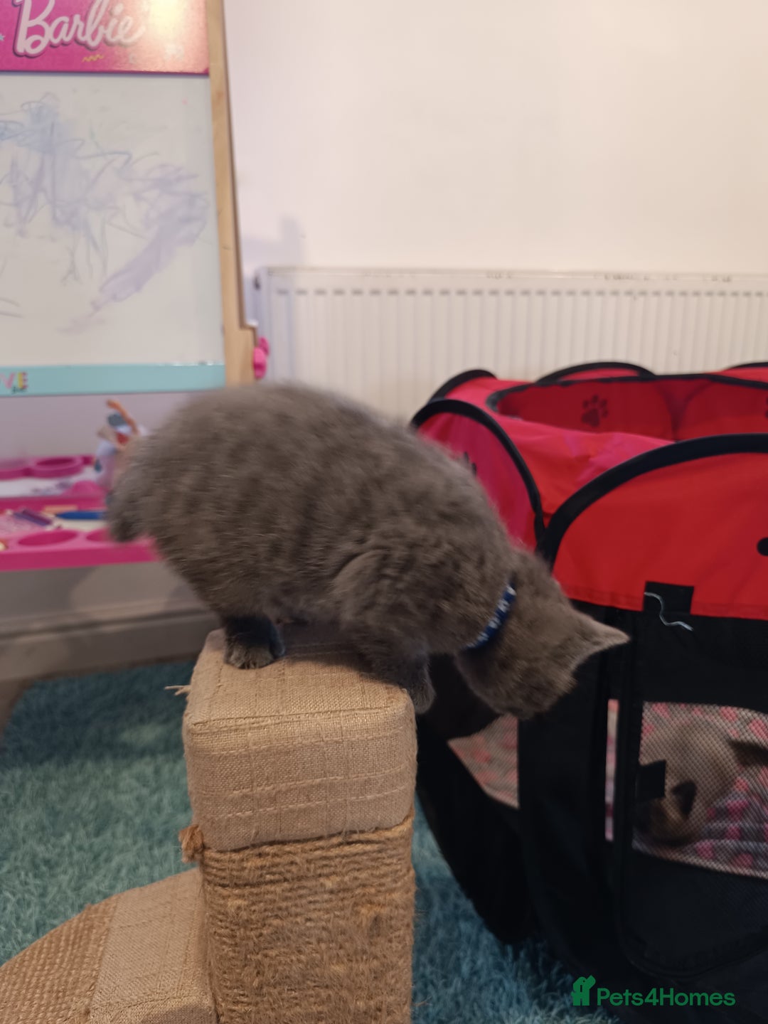 Russian Blue cats for sale: 3 angel's looking for best homes  - Image 16