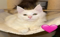 Maine Coon cats for sale: Large Maine coon kittens  - Advert 1