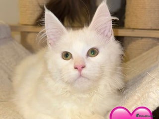 Maine Coon cats for sale: Large Maine coon kittens - Advert 1