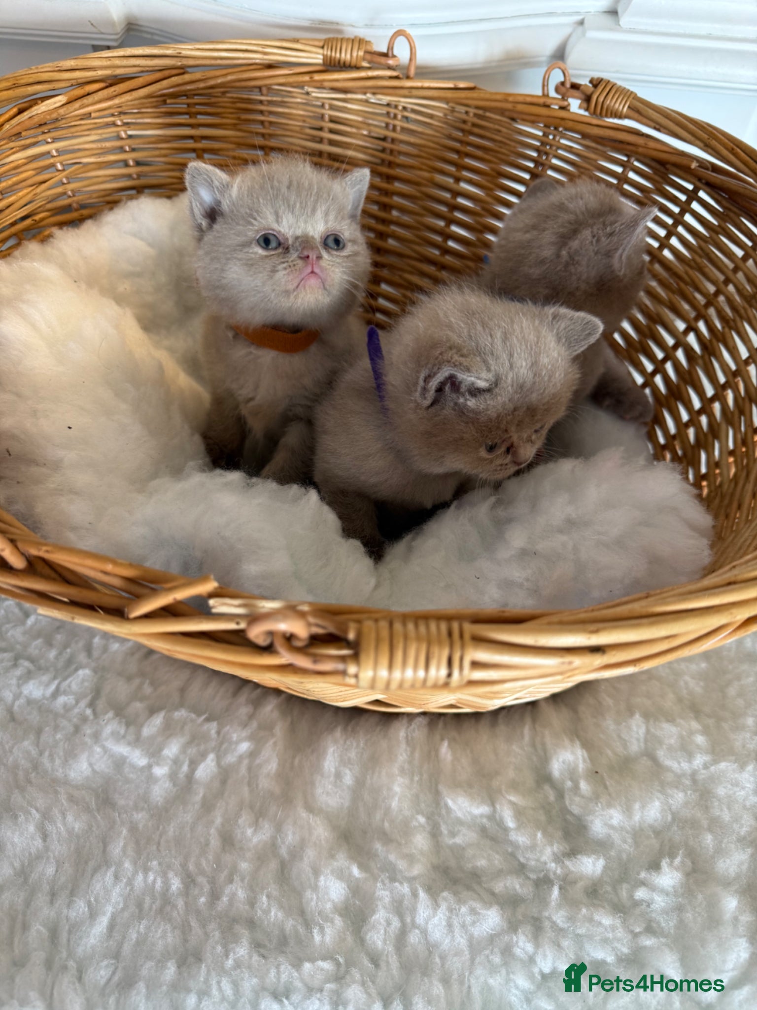 British Shorthair cats for sale: Beautiful British shorthair kittens  in Cardiff - Advert 10