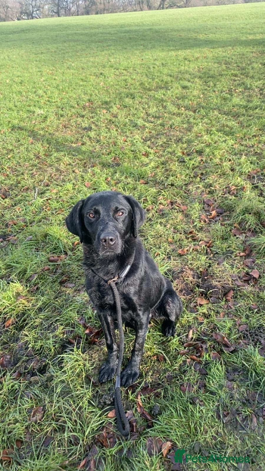 Labrador Retriever dogs for sale: Working KC reg Black Lab puppies FCTH pedigree  - Advert 3