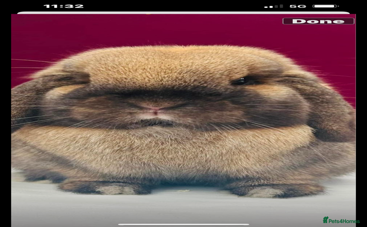 Mini Lop rabbits - Advert 1