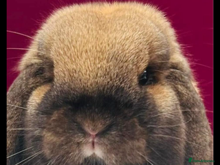Mini Lop rabbits - Advert 13