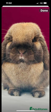 Mini Lop rabbits - Advert 1