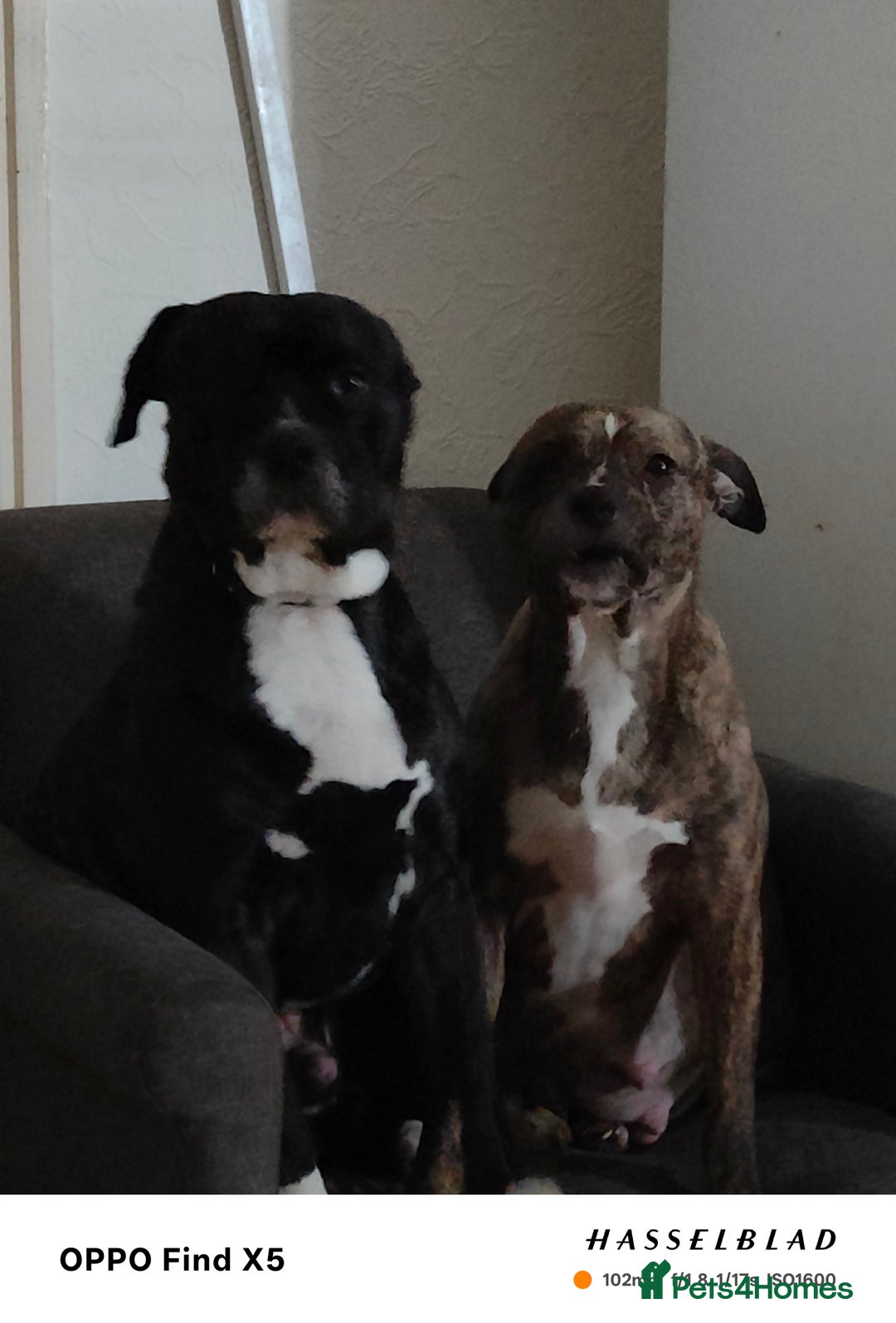 Staffordshire Bull Terrier dogs for sale: Beautiful female Staffordshire bull terrier puppy  - Advert 3