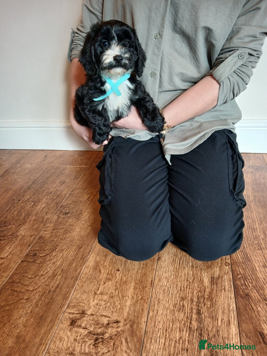 Cockapoo dogs for sale: Cockapoo puppies  - Advert 14