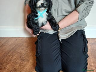 Cockapoo dogs Cockapoo puppies - Advert 1