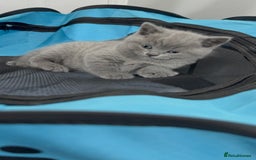 British Shorthair cats for sale: British blue shorthair in Bradford - Image 1