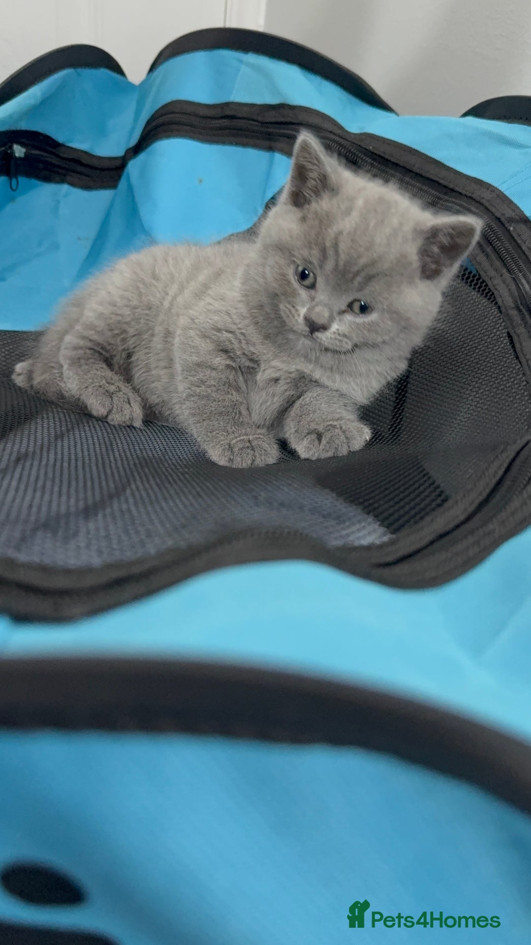 British Shorthair cats for sale: British blue shorthair in Bradford - Image 1