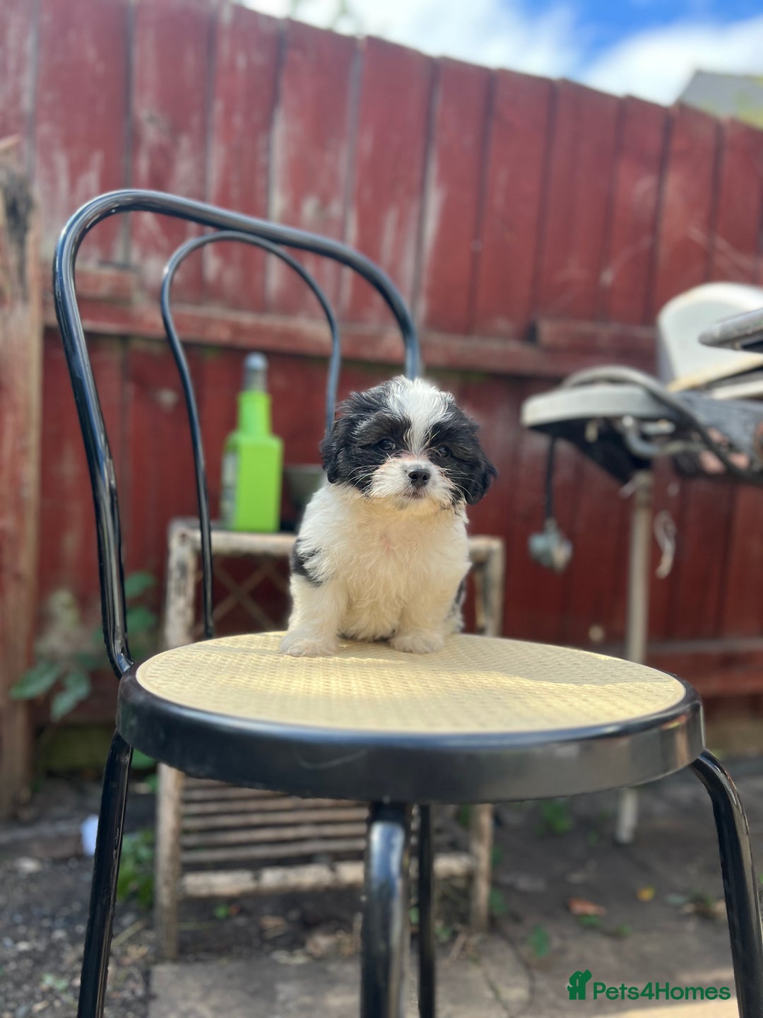 Maltese dogs for sale: Maltese - Image 5