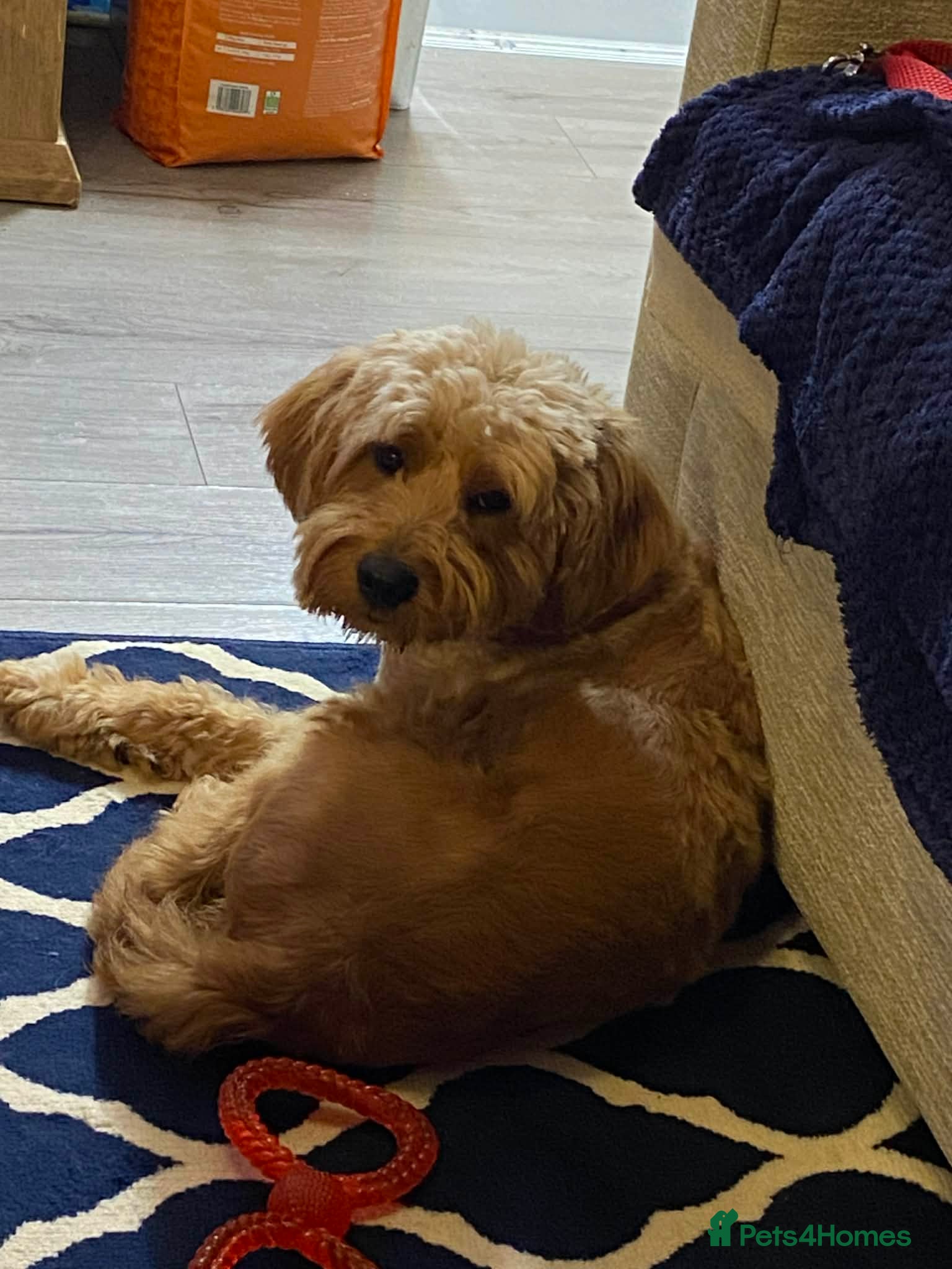 Goldendoodle dogs Goldendoodle male for new home - Advert 4