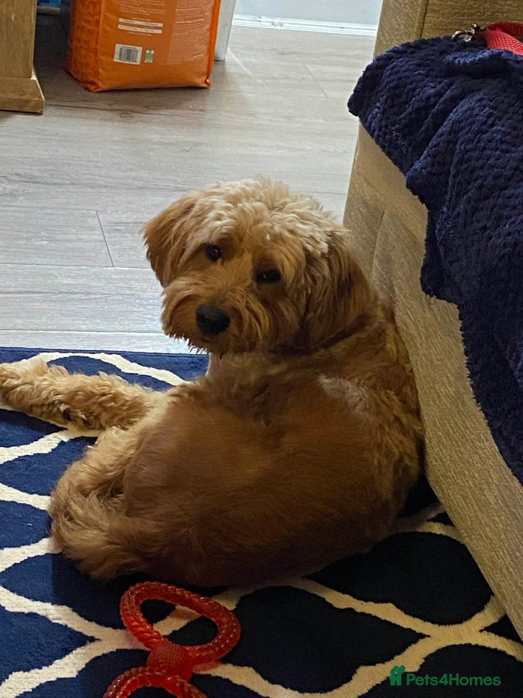 Goldendoodle dogs for sale: Goldendoodle male for new home - Advert 1