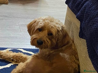 Goldendoodle dogs Goldendoodle male for new home - Advert 1