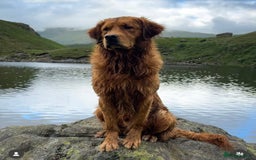 Golden Retriever dogs for sale: KC golden retriever puppies - Image 3