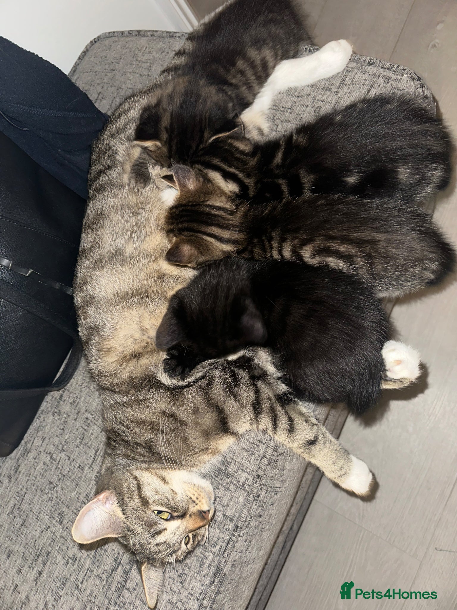 Mixed Breed cats Adorable Kittens Ready 3 Boy 1 Girl  - Advert 2