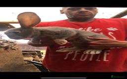 Continental Giant rabbits for sale: Continental giants  - Image 8