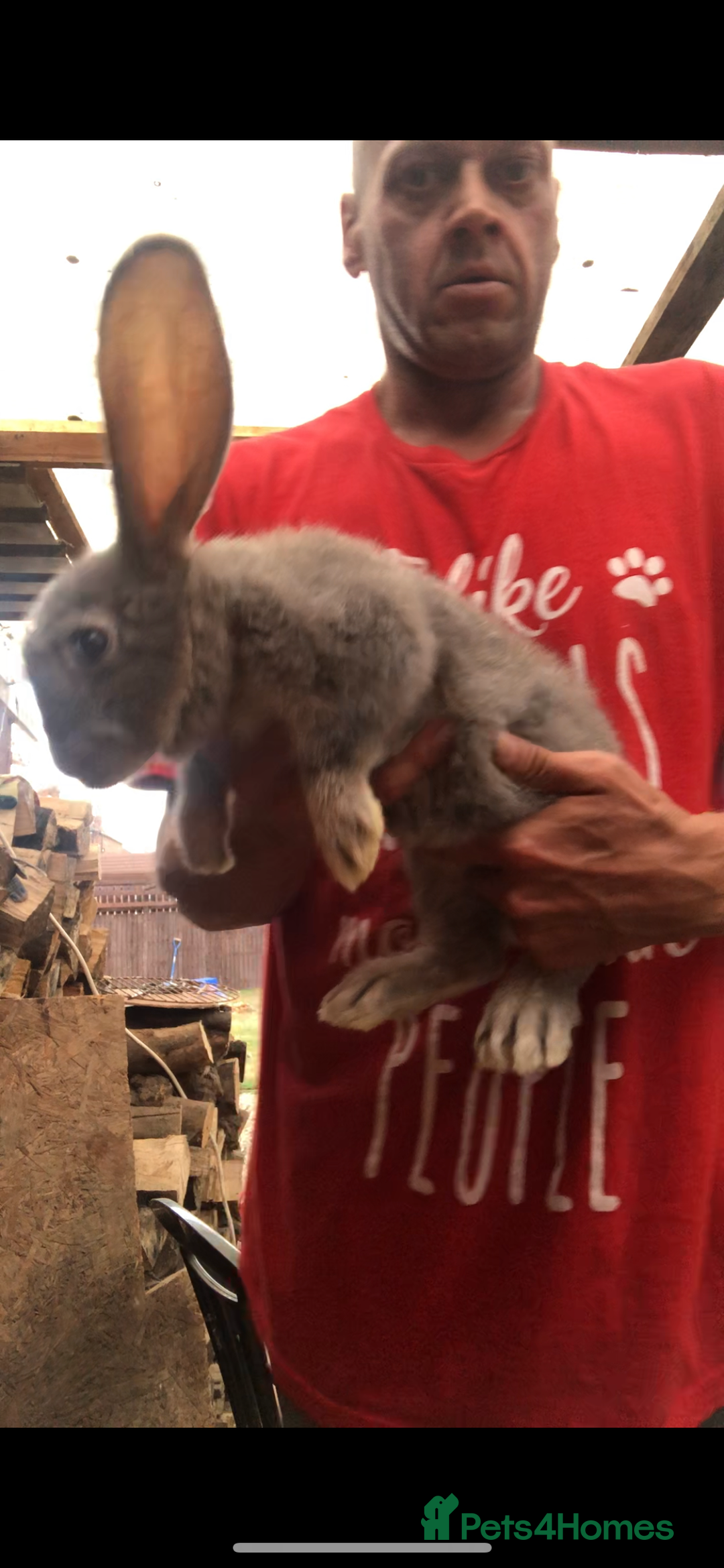 Continental Giant rabbits for sale: Continental giants  - Image 8