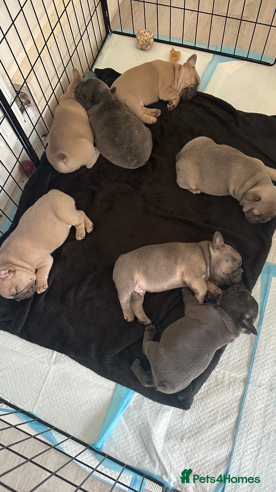 French Bulldog dogs for sale: 4 Puppies Available for Reservation - Advert 1