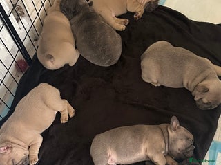 French Bulldog dogs 4 Puppies Available for Reservation - Advert 1