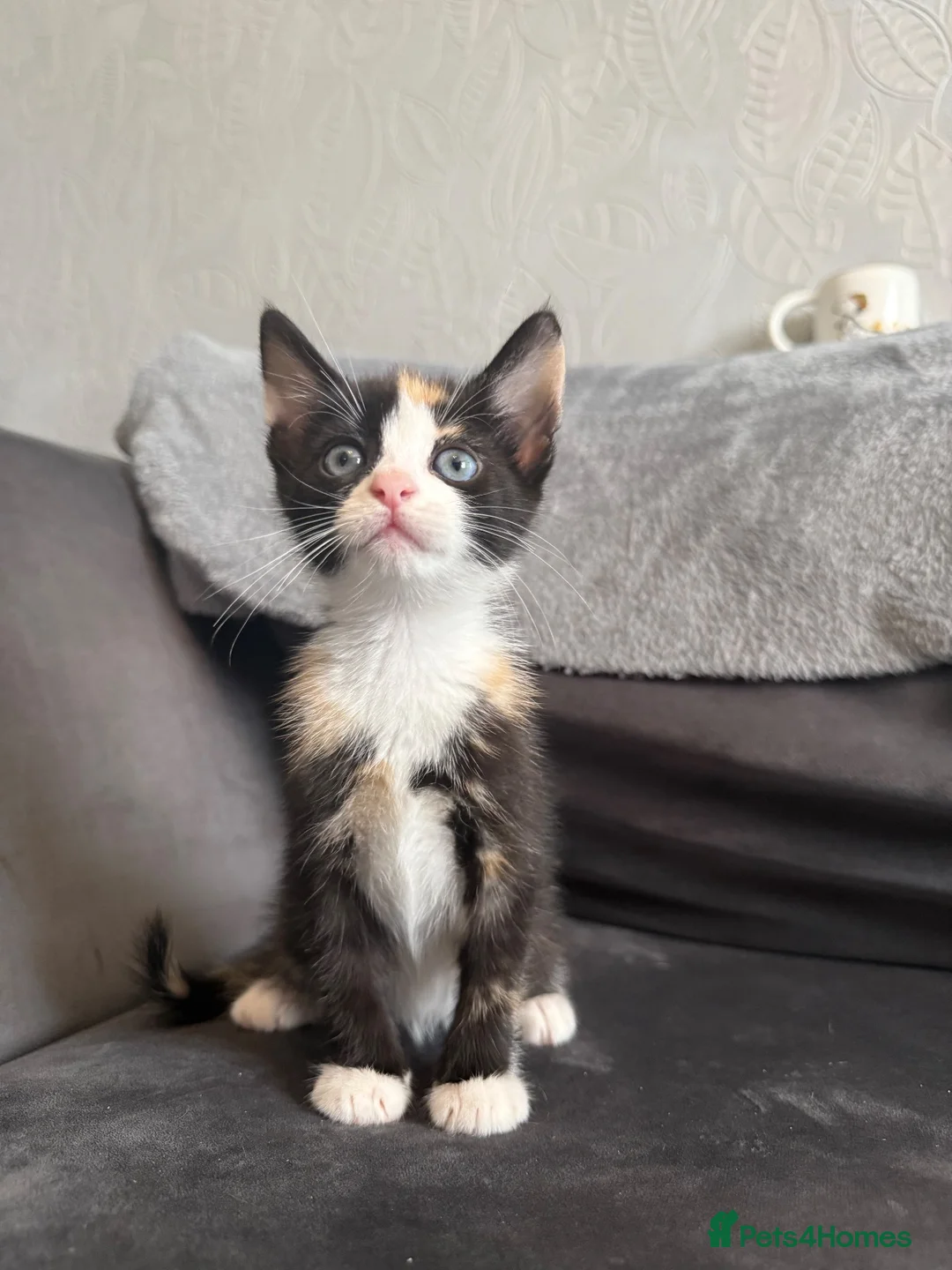 Domestic Shorthair cats for sale: 4 Adorable Domestic Shorthair Kittens - Advert 2