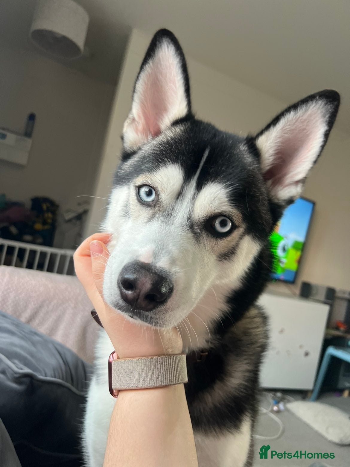 Pomsky dogs Pomsky  - Advert 1