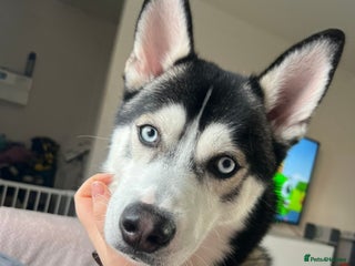 Pomsky dogs Pomsky - Advert 8