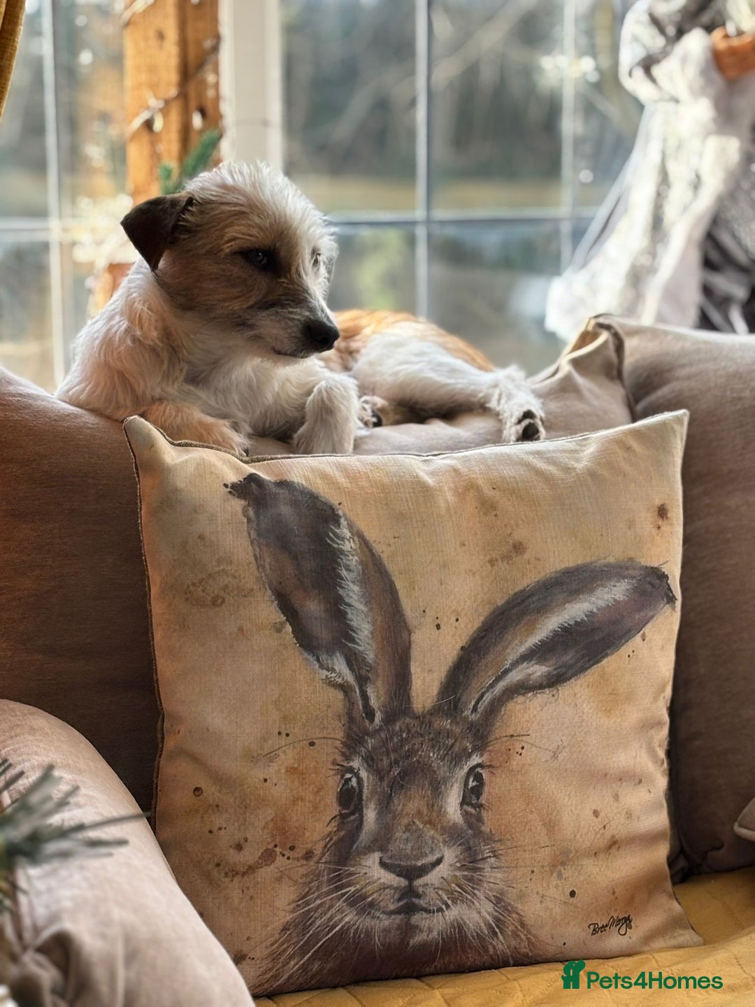 Mixed Breed dogs for adoption: Twinkle ⭐️  - Advert 3