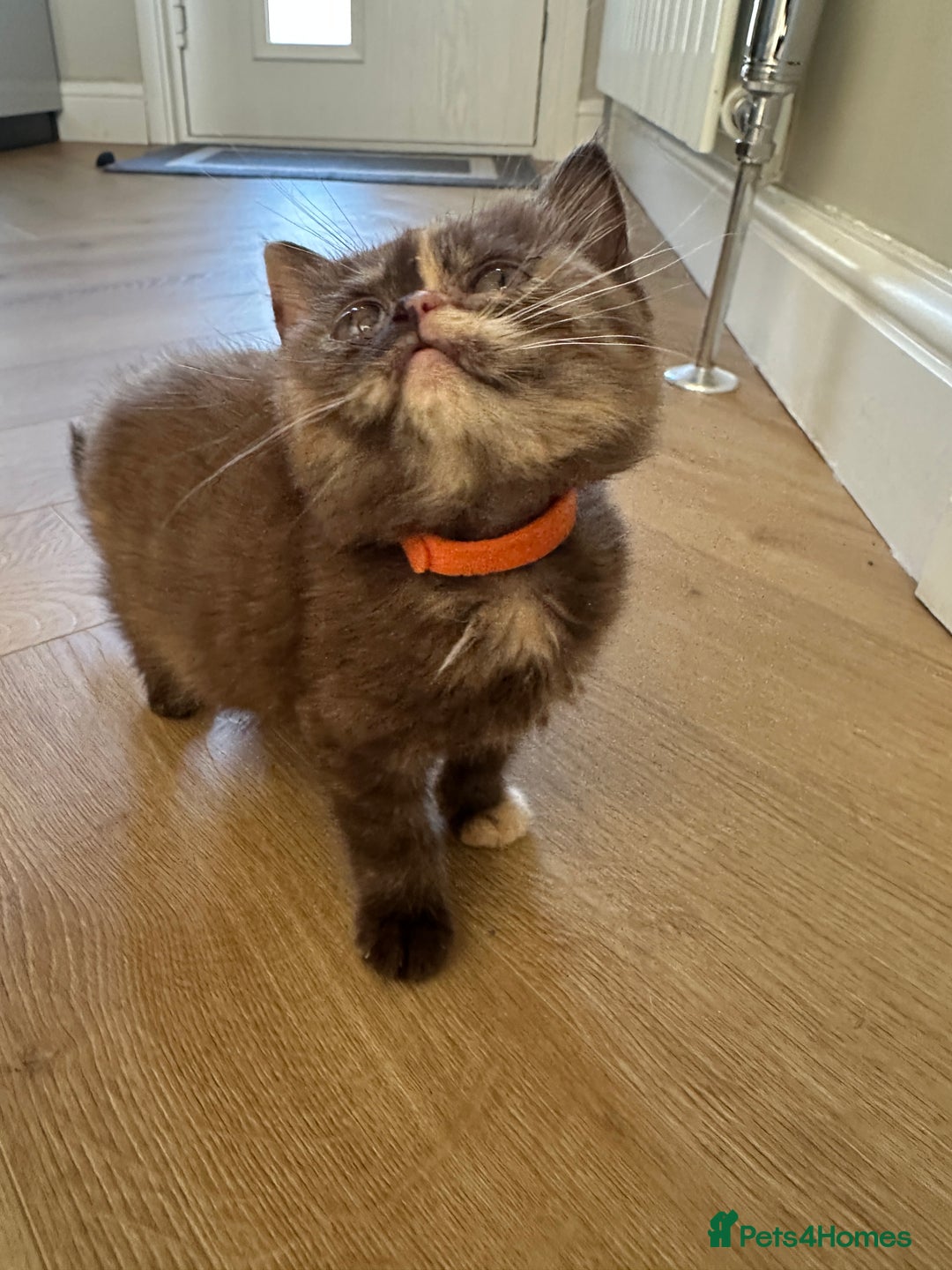 British Shorthair cats for sale: 😻LAST GORGEOUS TORTIE READY FOR NEW HOME😻🎀 - Advert 22