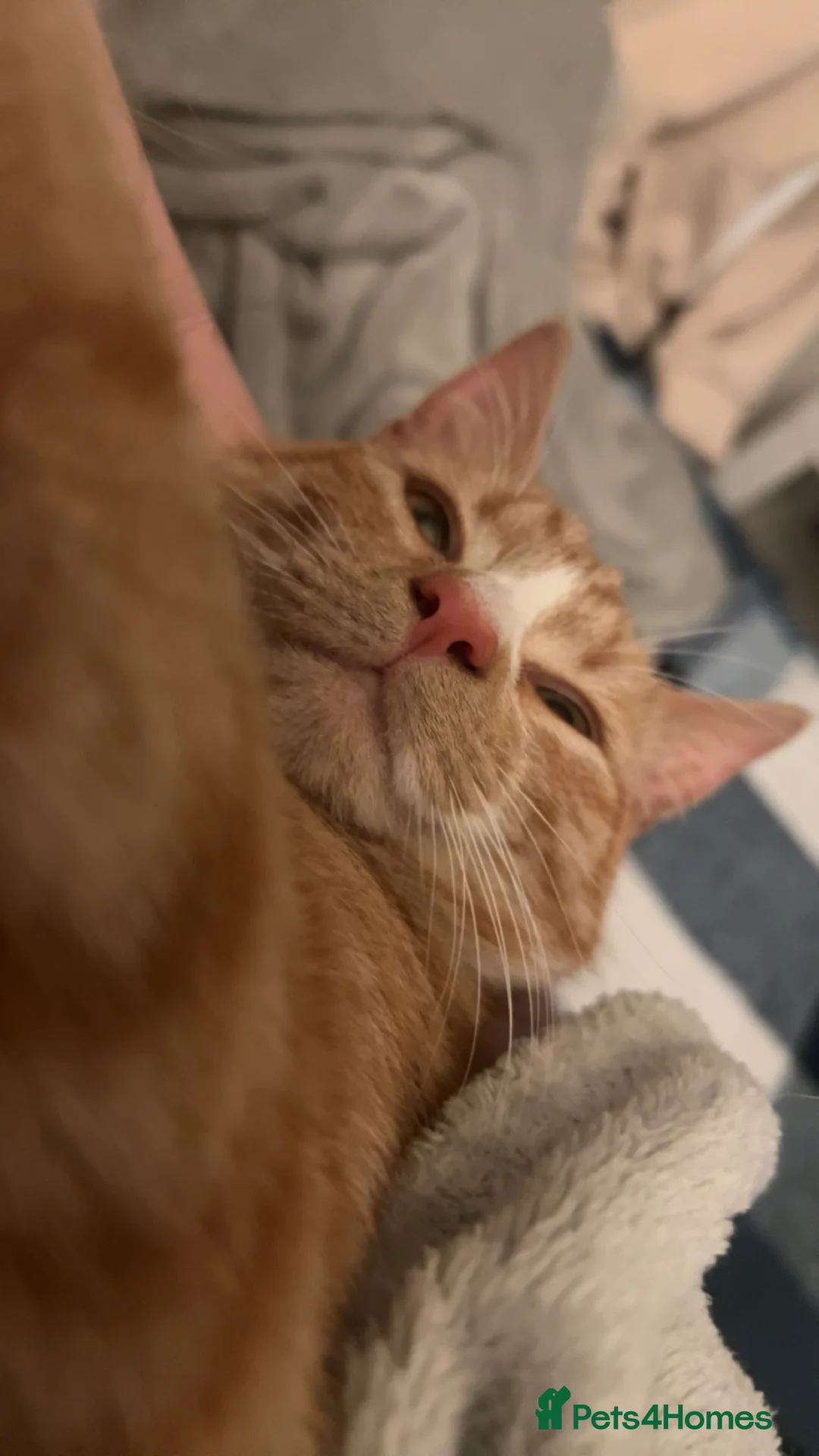 Mixed Breed cats for sale: Biscuit 🧡 - Advert 1