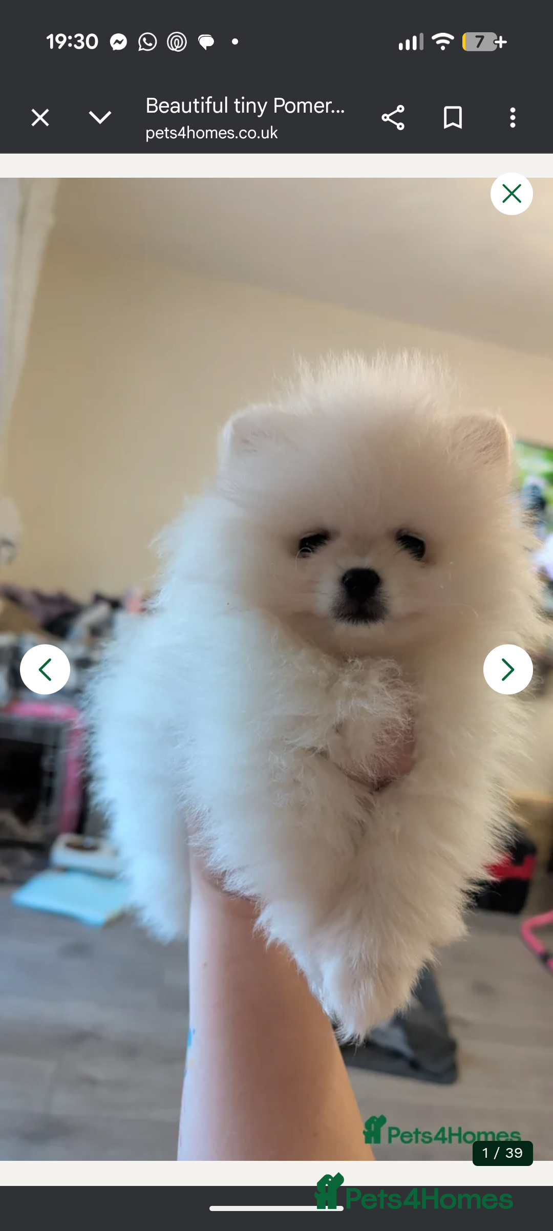 Pomeranian dogs Last little girl pomeranian puppy  - Advert 1