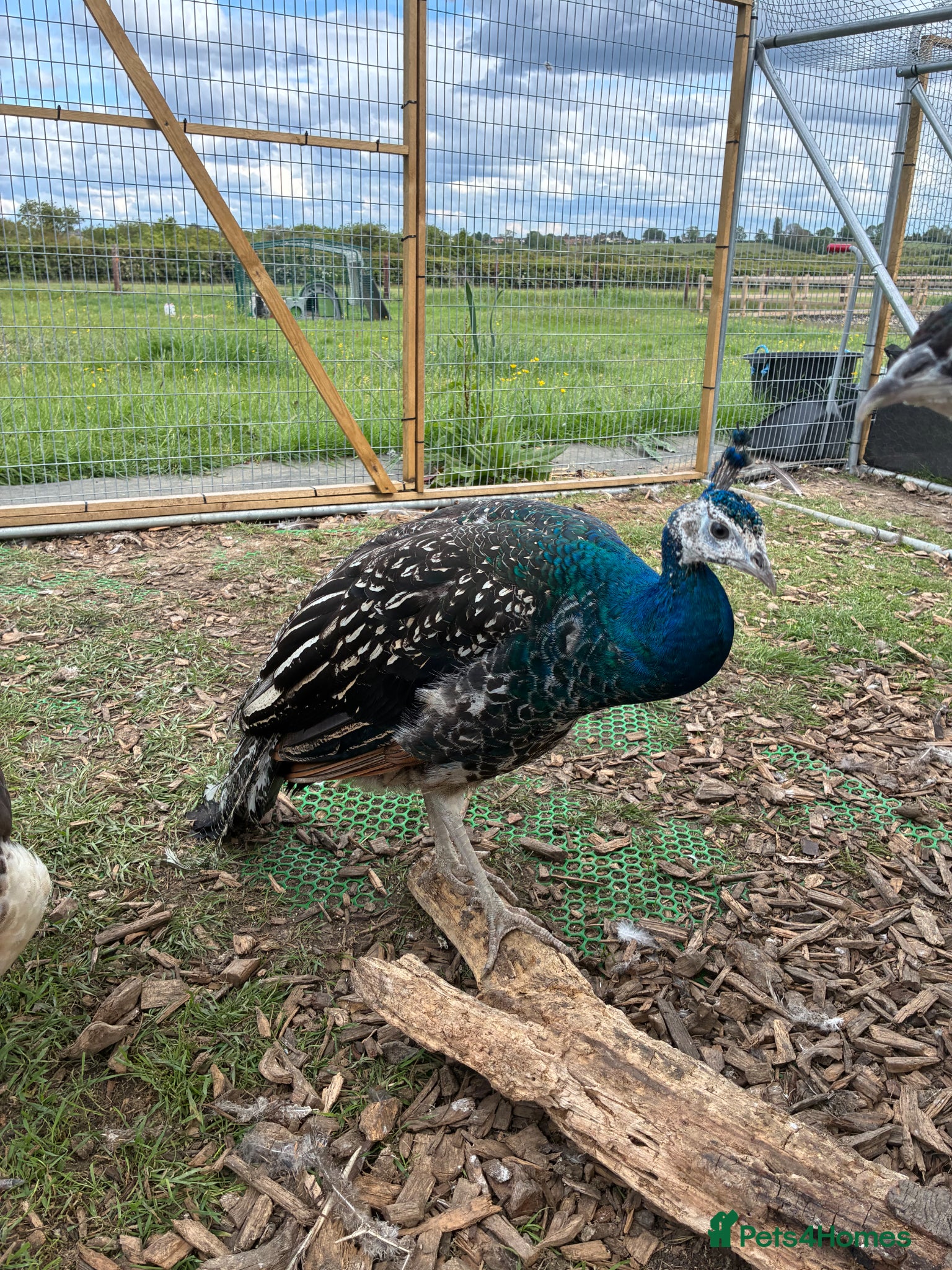 Peafowl poultry Black shoulder peacocks for sale - Advert 1