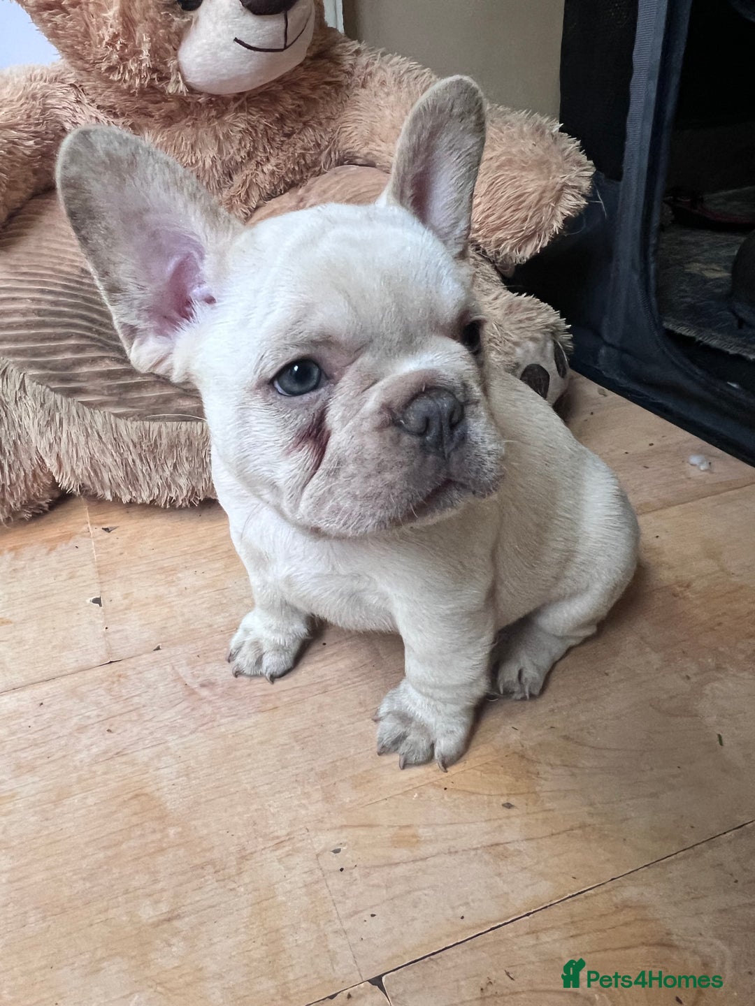 French Bulldog dogs for sale: Beautiful French Bulldog Puppies - Image 38